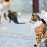 Tierheimsponsoring wirft einen Blick auf das Problem der Straßenkatzen