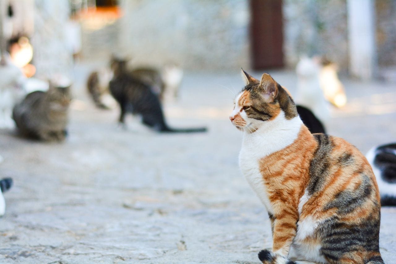 Tierheimsponsoring wirft einen Blick auf das Problem der Straßenkatzen